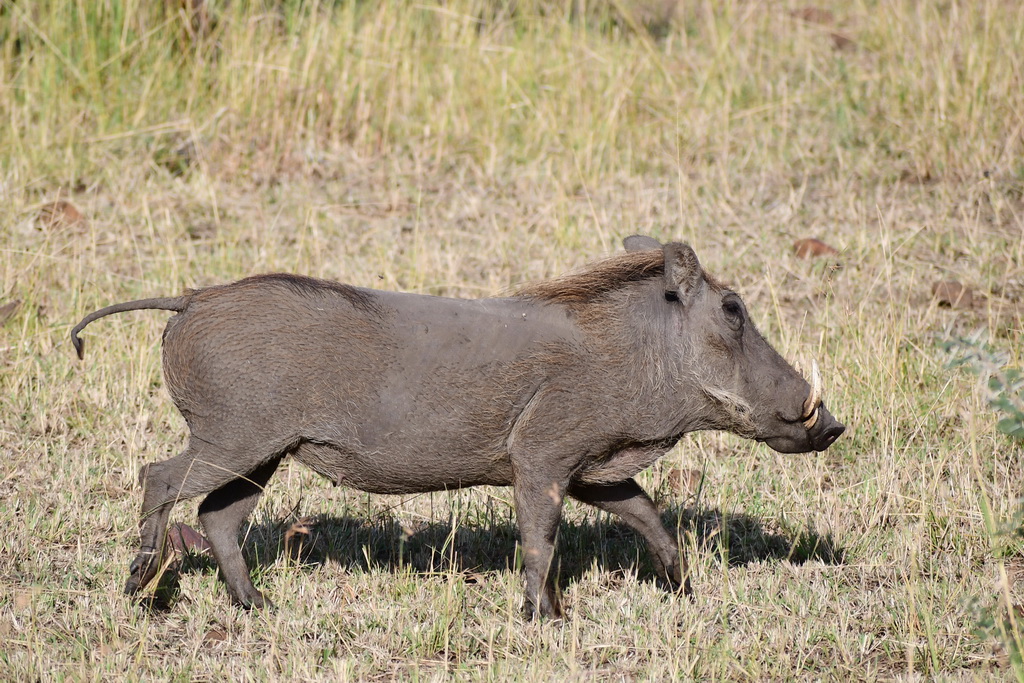 Serengeti Western Corridor